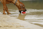 Rhodesian Ridgeback Puppy