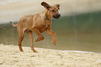 running Rhodesian Ridgeback Puppy