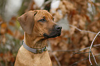 Rhodesian Ridgeback Puppy portrait