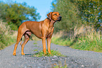 Rhodesian Ridgeback