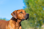 Rhodesian Ridgeback Portrait