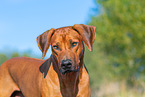 Rhodesian Ridgeback Portrait