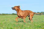 running Rhodesian Ridgeback