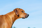 Rhodesian Ridgeback Portrait