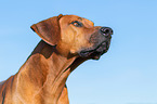 Rhodesian Ridgeback