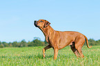 Rhodesian Ridgeback