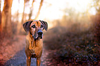 Rhodesian Ridgeback in the autumn