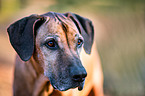 Rhodesian Ridgeback portrait