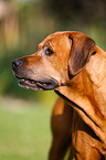 Rhodesian Ridgeback Portrait