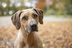 Rhodesian Ridgeback Portrait