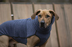 Rhodesian Ridgeback Portrait