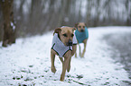 2 Rhodesian Ridgebacks