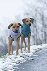 2 Rhodesian Ridgebacks