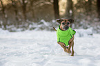 running Rhodesian Ridgeback