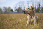 lying Rhodesian Ridgeback