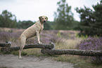 Rhodesian Ridgeback