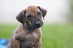 Rhodesian Ridgeback puppy