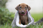 Rhodesian Ridgeback puppy