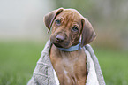 Rhodesian Ridgeback puppy