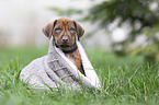 Rhodesian Ridgeback puppy