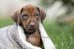 Rhodesian Ridgeback puppy