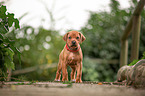 Rhodesian Ridgeback Puppy