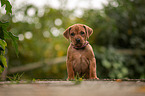 Rhodesian Ridgeback Puppy