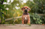 Rhodesian Ridgeback Puppy