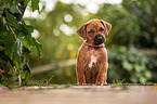 Rhodesian Ridgeback Puppy