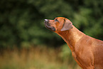 Rhodesian Ridgeback Portrait