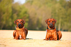 2 Rhodesian Ridgebacks