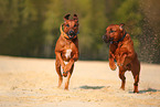 2 Rhodesian Ridgebacks