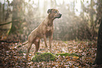 Rhodesian Ridgeback