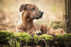 Rhodesian Ridgeback