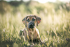 Rhodesian Ridgeback