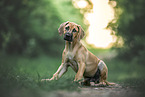 Rhodesian Ridgeback