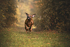 Rhodesian Ridgeback