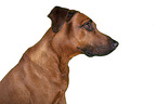 Rhodesian Ridgeback Portrait