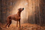 Rhodesian Ridgeback in autumn