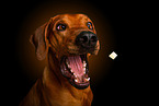 Rhodesian Ridgeback in studio