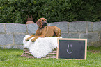 Rhodesian Ridgeback Puppy