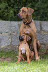 2 Rhodesian Ridgebacks