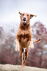 Rhodesian Ridgeback in autumn