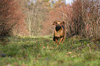 running Rhodesian Ridgeback