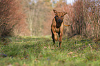 running Rhodesian Ridgeback