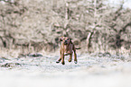 Rhodesian Ridgeback Puppy