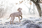 Rhodesian Ridgeback Puppy