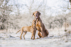 2 Rhodesian Ridgebacks