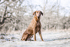 sitting Rhodesian Ridgeback