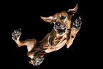 Rhodesian Ridgeback from below